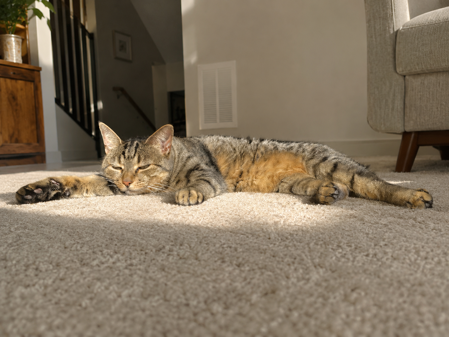 Echo relaxing on carpet as a comfort test for pet-friendly carpet