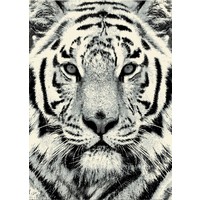 Wild African Tiger Black & White Heat Set Polypropylene Rug 120cm x 170cm